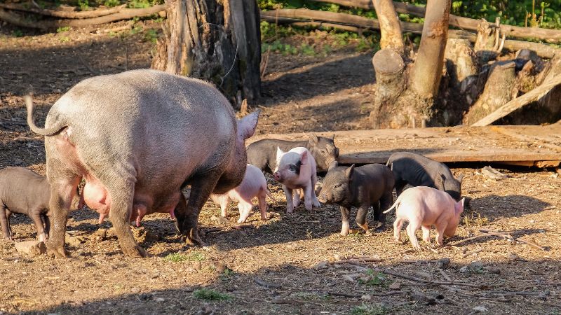 Giá heo hơi hôm nay 26/06 tại miền Nam Giá heo hơi hôm nay 26/06 tại miền Nam