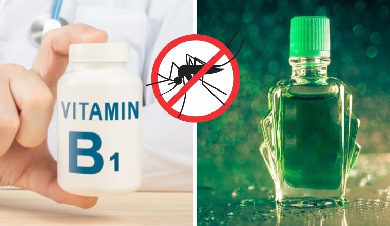 Trộn vitamin B1 với dầu gió, đuổi muỗi hiệu quả ngày hè