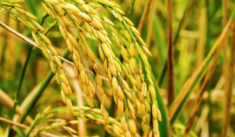 Giá lúa gạo hôm nay 26/6/2024: Không có thay đổi