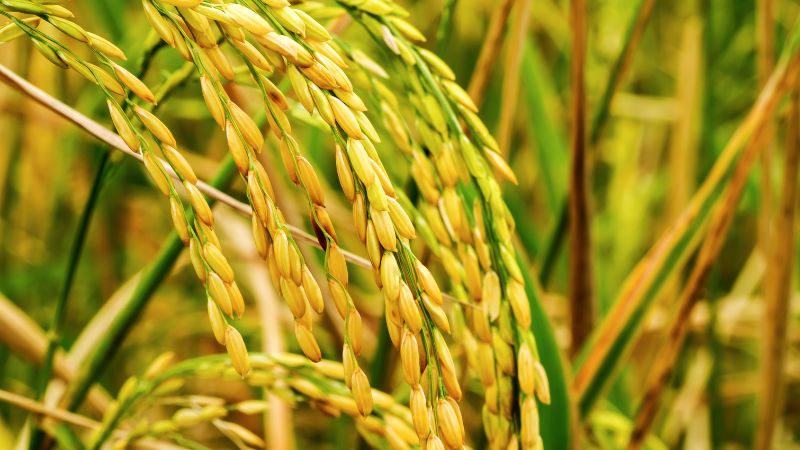 Giá gạo hôm nay 26/6