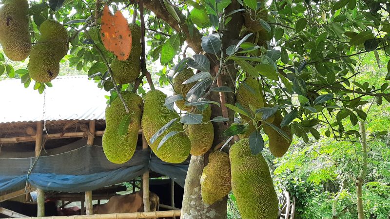 Thời điểm nào xử lý phòng ngừa trái mít bị xơ đen tốt nhất?