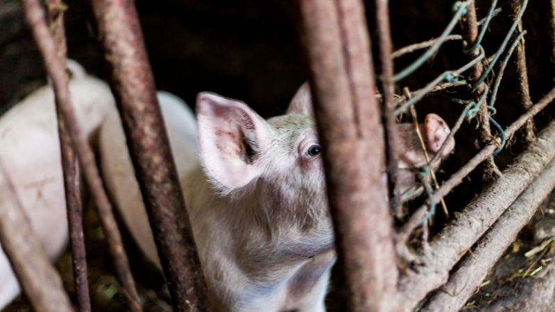 Giá heo hơi hôm nay 27/06 tại miền Bắc Giá heo hơi hôm nay 27/06 tại miền Bắc