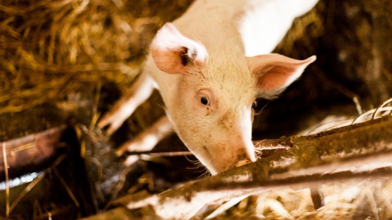 Giá heo hơi hôm nay 27/06 tại miền Trung, Tây Nguyên Giá heo hơi hôm nay 27/06 tại miền Trung, Tây Nguyên