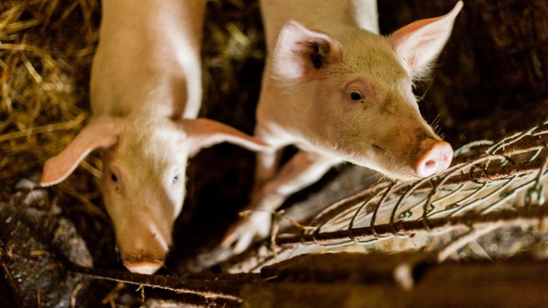 Giá heo hơi hôm nay 27/06 tại miền Nam Giá heo hơi hôm nay 27/06 tại miền Nam