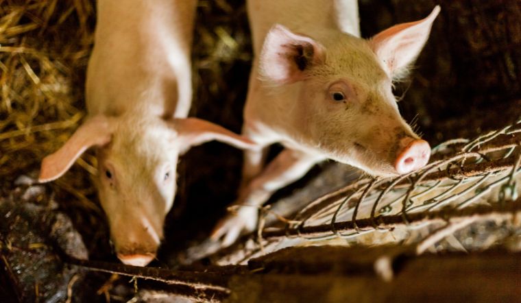 Giá heo hơi hôm nay 27/06: Tăng - giảm trái chiều