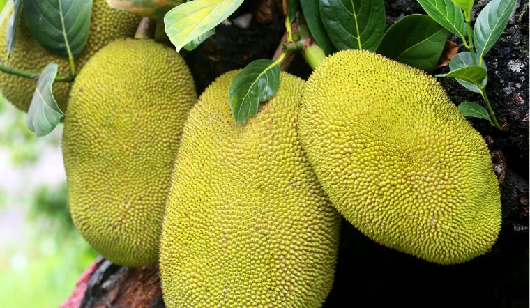 Giá mít Thái hôm nay 27/6/2024: Không tăng không giảm