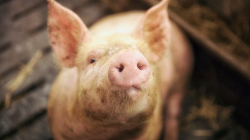 Giá heo hơi hôm nay 28/06 tại miền Bắc Giá heo hơi hôm nay 28/06 tại miền Bắc