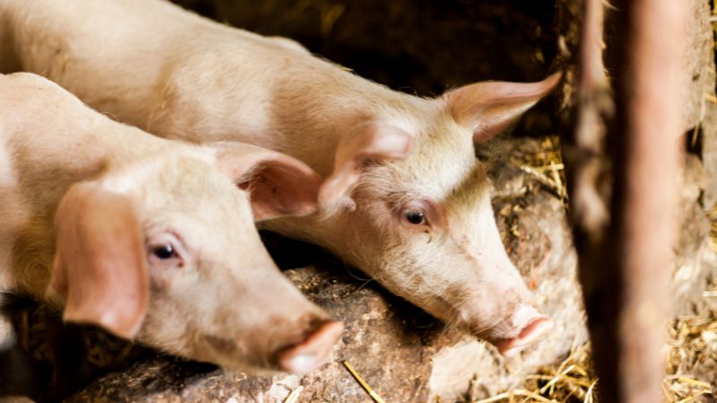 Giá heo hơi hôm nay 28/06 tại miền Nam Giá heo hơi hôm nay 28/06 tại miền Nam