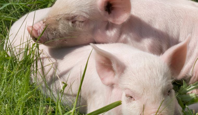 Giá heo hơi hôm nay 28/06: Ổn định mức giá cao nhất 69.000 đồng/kg