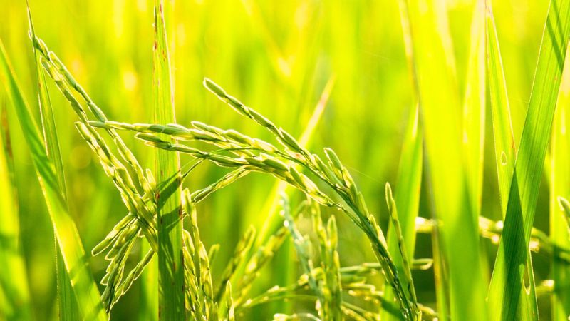 Giá lúa hôm nay 28/6