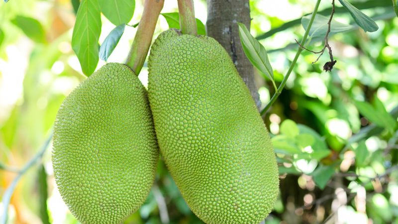 Giá mít Thái hôm nay 28/6