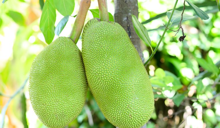 Giá mít Thái hôm nay 28/6/2024: Tiếp tục ổn định