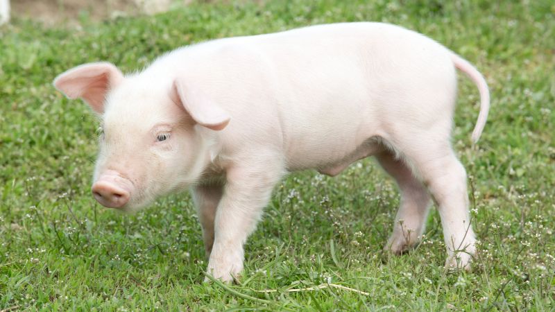 Giá heo hơi hôm nay 29/06 tại miền Bắc Giá heo hơi hôm nay 29/06 tại miền Bắc