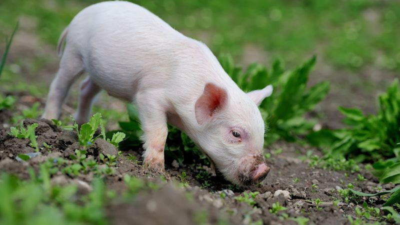 Giá heo hơi hôm nay 29/06 tại miền Trung, Tây Nguyên Giá heo hơi hôm nay 29/06 tại miền Trung, Tây Nguyên