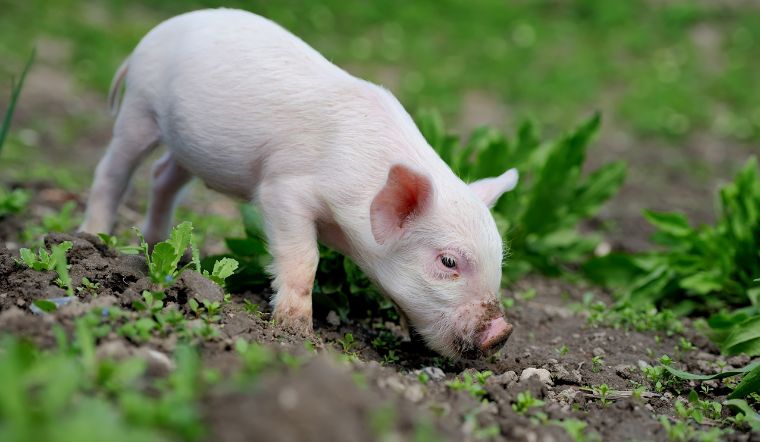 Giá heo hơi hôm nay 29/06: Tăng - giảm tại khu vực miền Trung, Nam