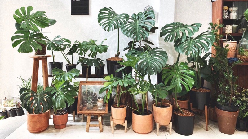 Cây Monstera