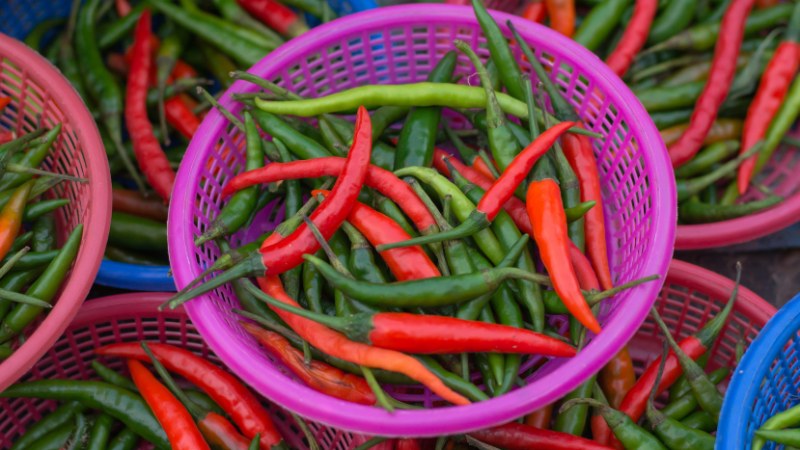 Giá ớt hôm nay 29/06/2024 mới nhất