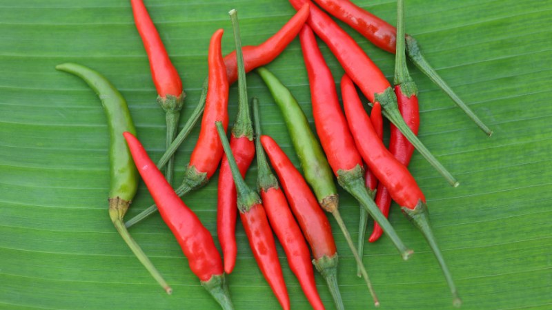 Giá ớt hôm nay 29/06/2024