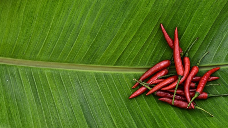 Giá ớt hôm nay 29/06/2024 cập nhật mới nhất