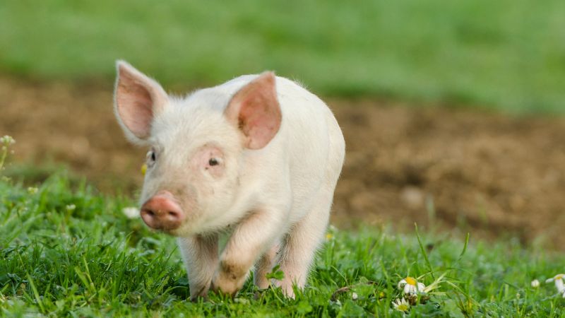 Giá heo hơi hôm nay 01/07 tại miền Bắc