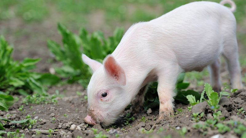 Giá heo hơi hôm nay 01/07 tại miền Trung, Tây Nguyên