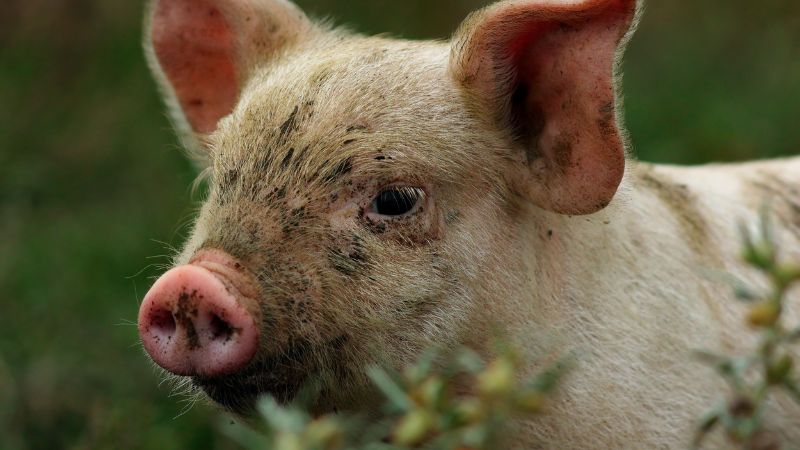 Giá heo hơi hôm nay 01/07 tại miền Nam