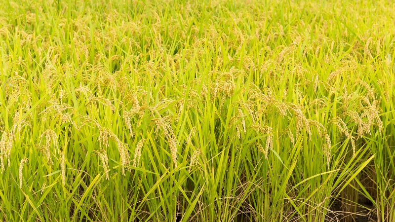 Giá gạo hôm nay 01/7