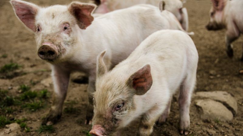 Giá heo hơi hôm nay 02/07 tại miền Bắc Giá heo hơi hôm nay 02/07 tại miền Bắc