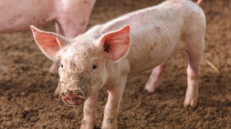 Giá heo hơi hôm nay 02/07 tại miền Nam Giá heo hơi hôm nay 02/07 tại miền Nam