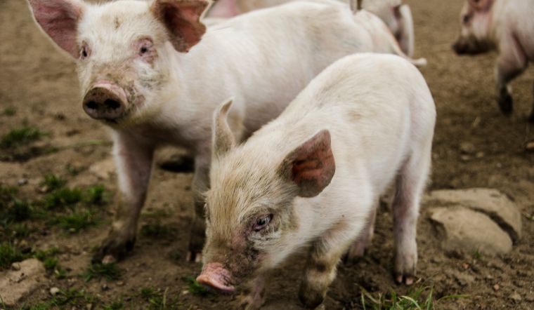 Giá heo hơi hôm nay 02/07: Điều chỉnh trái chiều tại một số địa phương