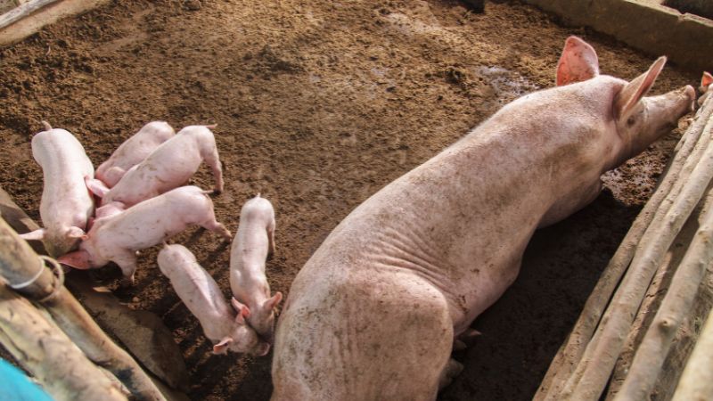 Giá heo hơi hôm nay 03/07 tại miền Bắc