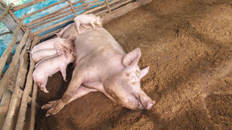 Giá heo hơi hôm nay 03/07 tại miền Trung, Tây Nguyên