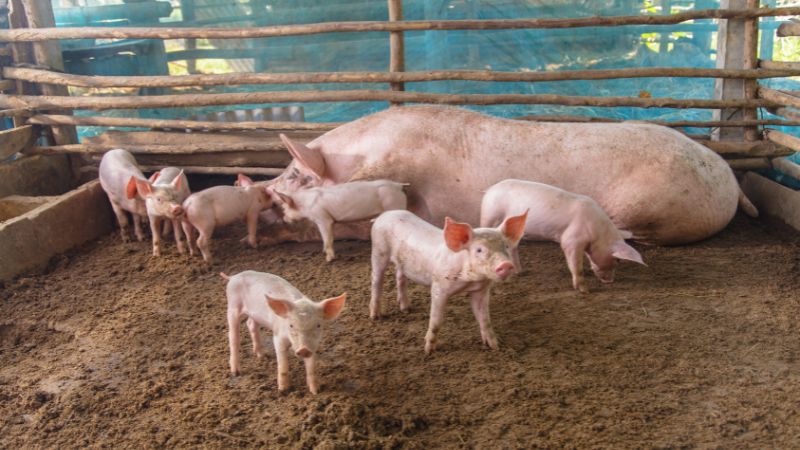 Giá heo hơi hôm nay 03/07 tại miền Nam