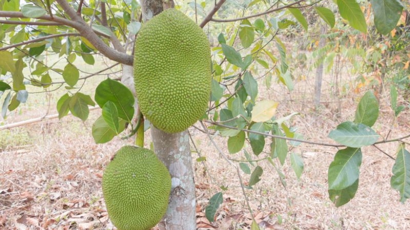 Vì sao cây mít Thái quá tốt sẽ có nhiều tác hại?