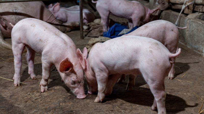 Giá heo hơi hôm nay 04/07 tại miền Bắc