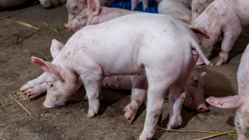 Giá heo hơi hôm nay 04/07 tại miền Trung, Tây Nguyên