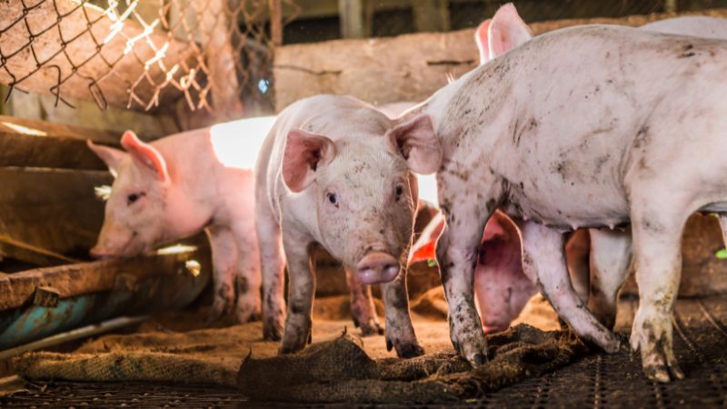 Giá heo hơi hôm nay 04/07 tại miền Nam