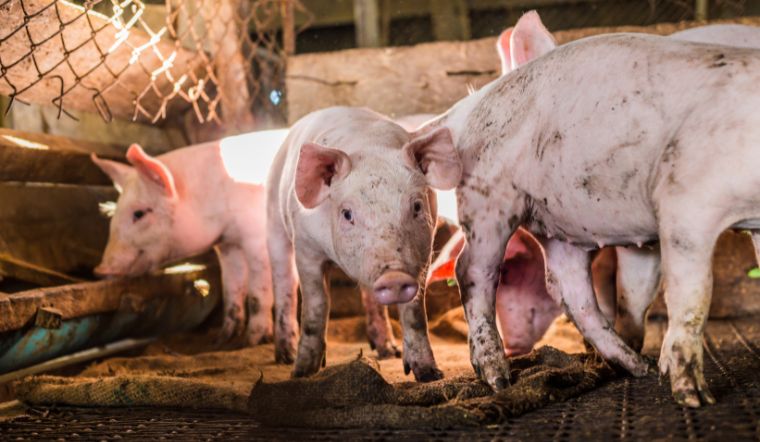 Giá heo hơi hôm nay 04/07: Giảm nhẹ tại một số địa phương