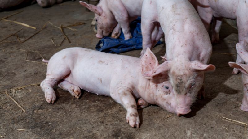 Giá heo hơi hôm nay 05/07 tại miền Nam Giá heo hơi hôm nay 05/07 tại miền Nam