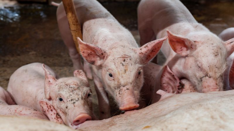 Giá heo hơi hôm nay 05/07 tại miền Trung, Tây Nguyên Giá heo hơi hôm nay 05/07 tại miền Trung, Tây Nguyên