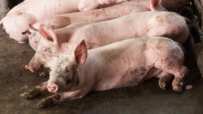 Giá heo hơi hôm nay 05/07 tại miền Bắc Giá heo hơi hôm nay 05/07 tại miền Bắc