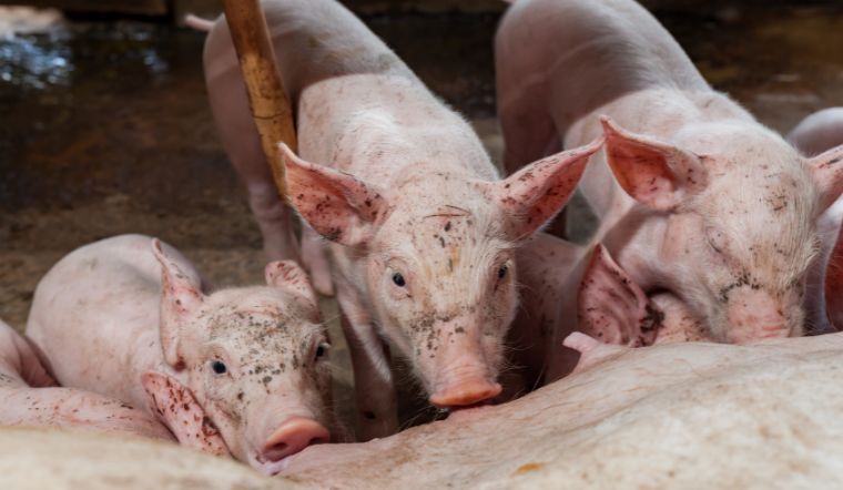 Giá heo hơi hôm nay 05/07: Quay đầu tăng trở lại