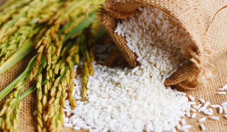 Giá lúa gạo hôm nay 05/7/2024: Giá đi ngang