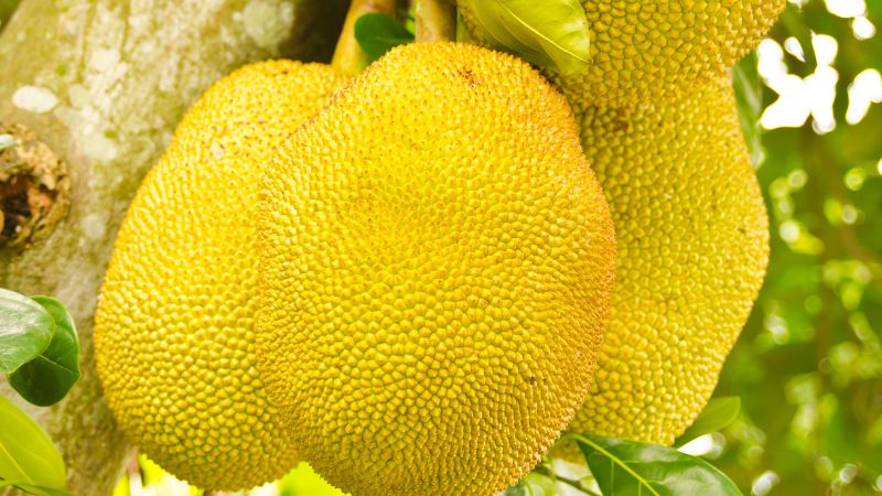 Khắc phục hiện tượng mít Thái nứt mầu