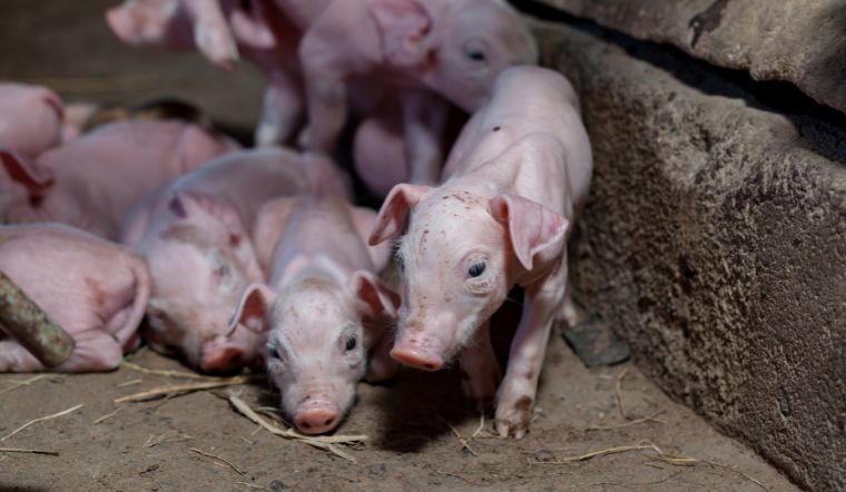 Giá heo hơi hôm nay 06/07: Đi ngang, cao nhất 69.000 đồng/kg