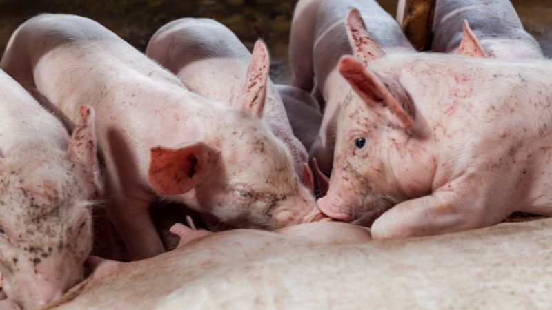 Giá heo hơi hôm nay 06/07 tại miền Bắc Giá heo hơi hôm nay 06/07 tại miền Bắc