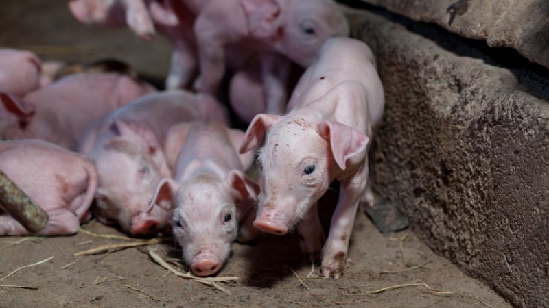 Giá heo hơi hôm nay 06/07 tại miền Nam Giá heo hơi hôm nay 06/07 tại miền Nam