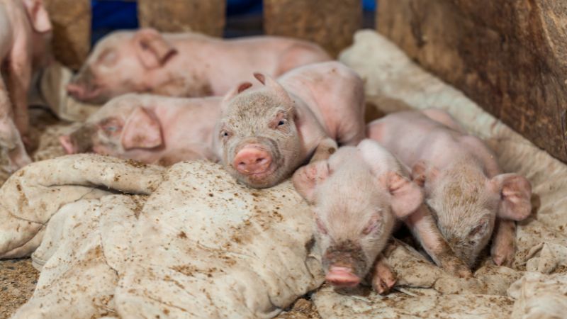 Giá heo hơi hôm nay 08/07 tại miền Bắc