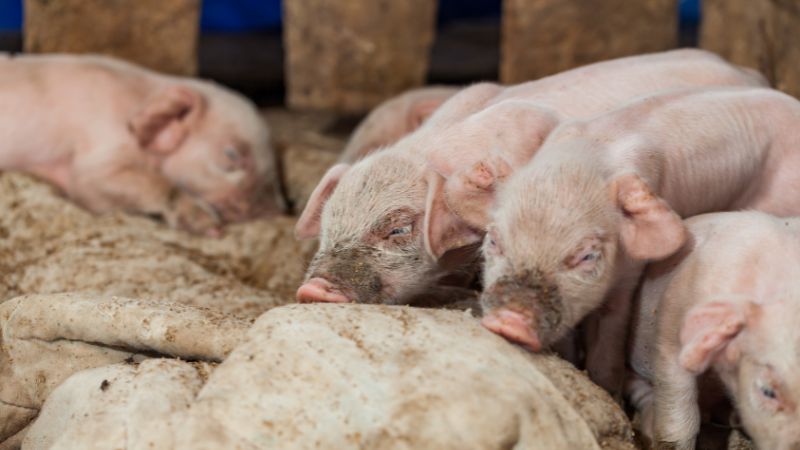 Giá heo hơi hôm nay 08/07 tại miền Trung, Tây Nguyên