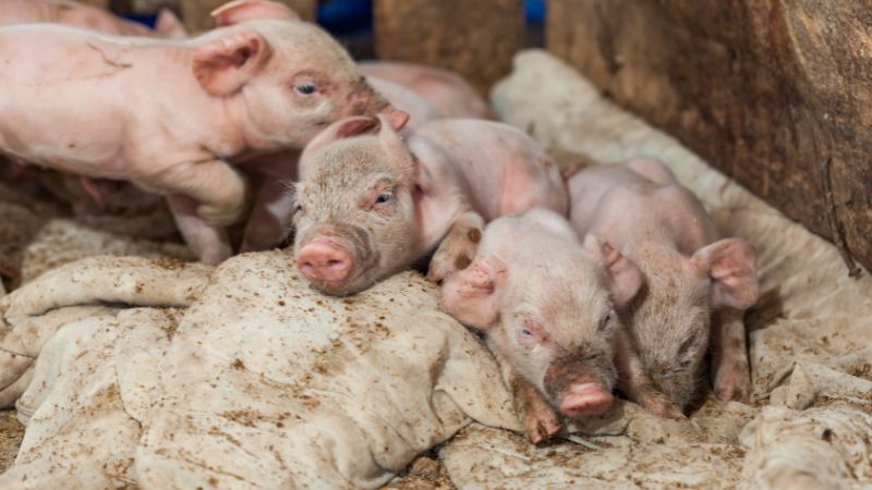 Giá heo hơi hôm nay 08/07 tại miền Nam